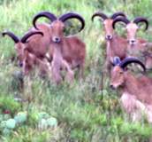 Free Range Aoudad Sheep Hunting. Guided Hunts Texas Bighorn Sheep Hunting.