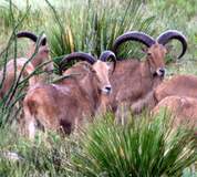 Free Range Aoudad Sheep Hunting. Guided Hunts Texas Bighorn Sheep Hunting.