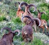 Free Range Aoudad Sheep Hunting. Guided Hunts Texas Bighorn Sheep Hunting.