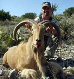 Free Range Aoudad Sheep Hunting. Guided Hunts Texas Bighorn Sheep Hunting.