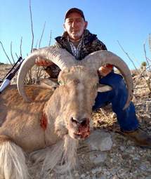 Free Range Aoudad Sheep Hunting. Guided Hunts Texas Bighorn Sheep Hunting.
