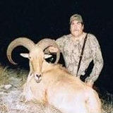 Free Range Aoudad Sheep Hunting. Guided Hunts Texas Bighorn Sheep Hunting.