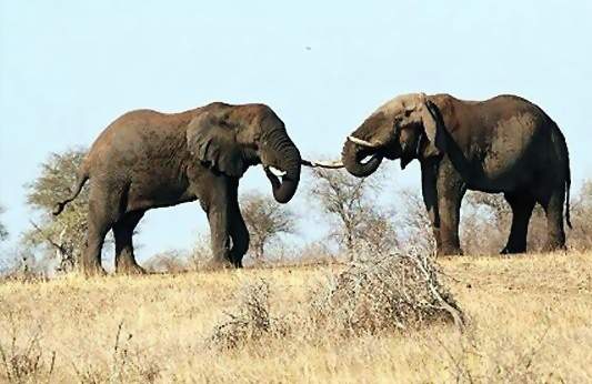 South Africa Big Game Hunting, All Seasons Guide Service.