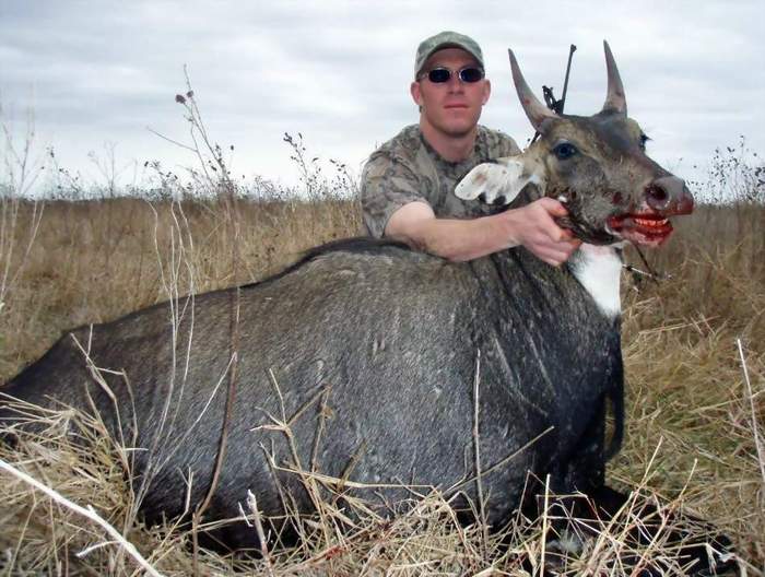 All Seasons Guide Service South Texas Nilgai Antelope Safaris.