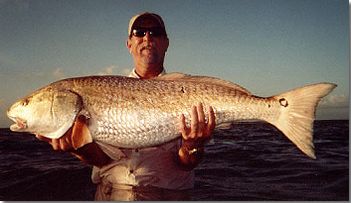 Here is a huge 43" Red Fish caught while wade fishing with Captain Jeff Morgenroth