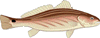 Red Drum