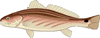 Red Drum